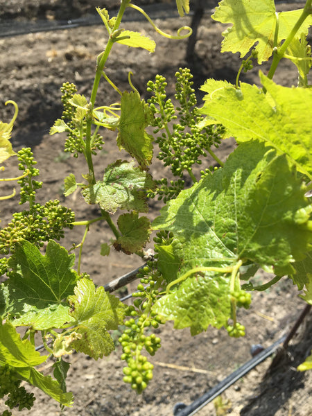 Seasons of the Vineyard No. 2 - Bud Break on Vogelzang Vineyards